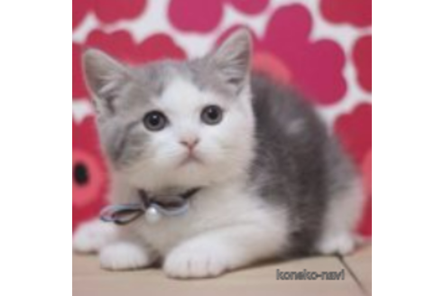 成約済の東京都のスコティッシュフォールド-70797の4枚目